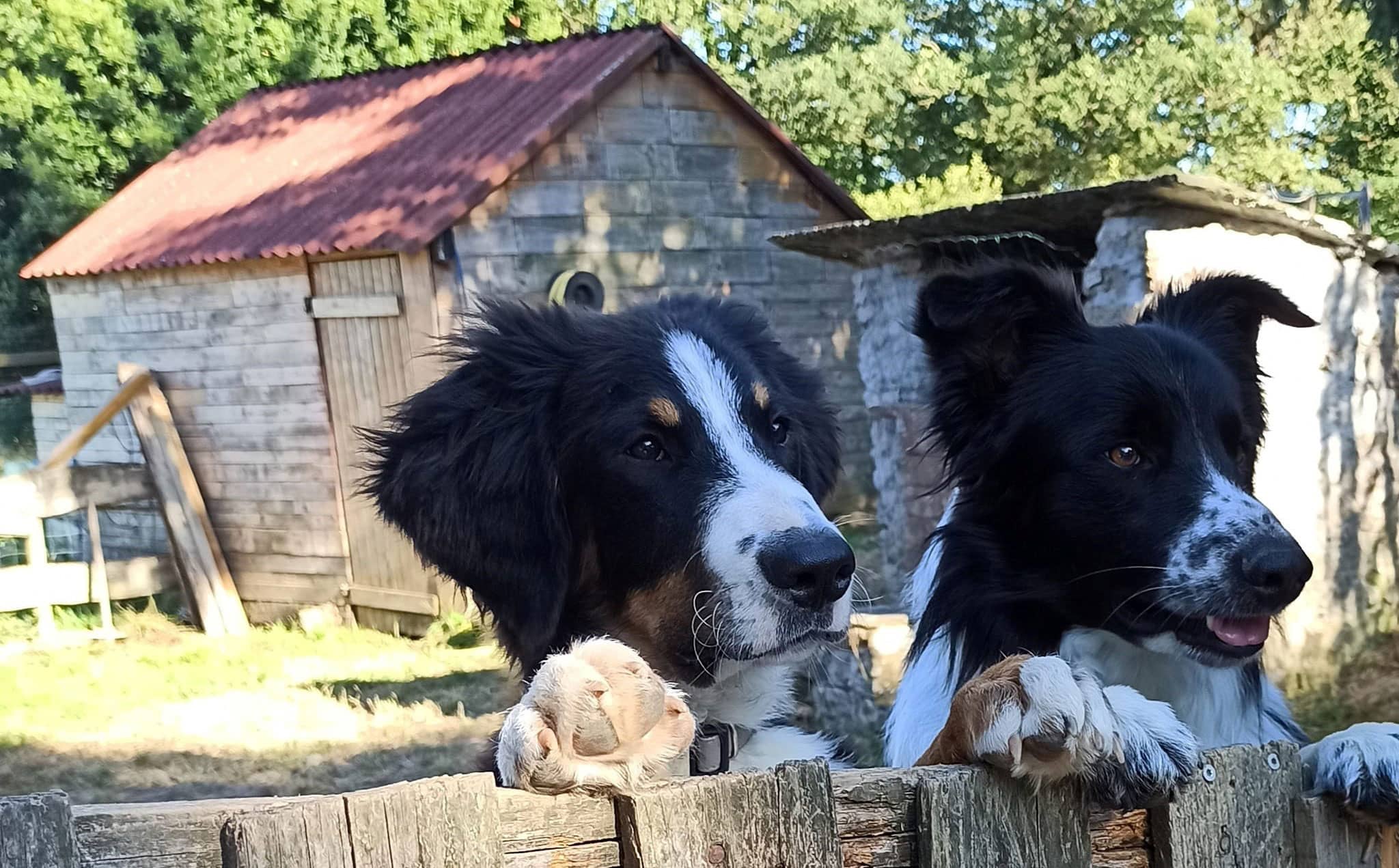 Lesptyloups Les P Ty Loups Pension Canine En Loire Atlantique Lesptyloups Les P Ty Loups Pension Canine En Loire Atlantique