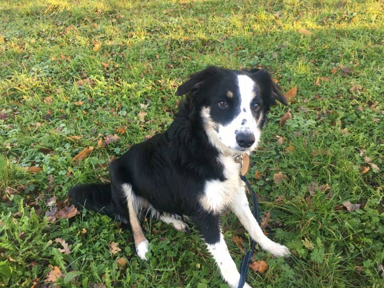 Thaora : Chienne Border Collie