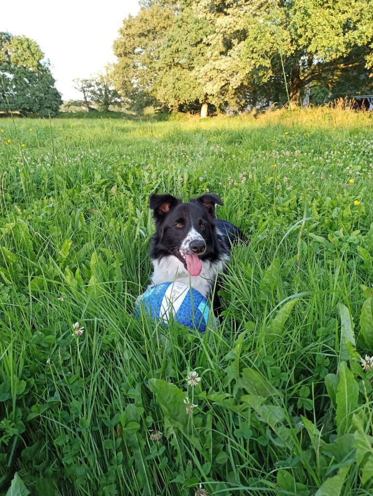 élevage border collie