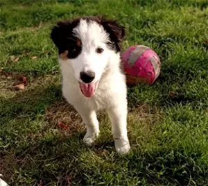 chiot border collie