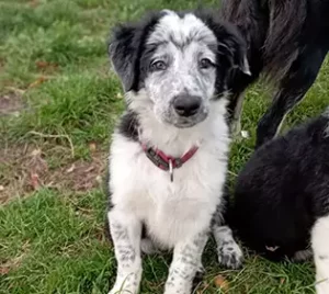 Chiot border collie