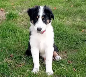 Chiot border collie